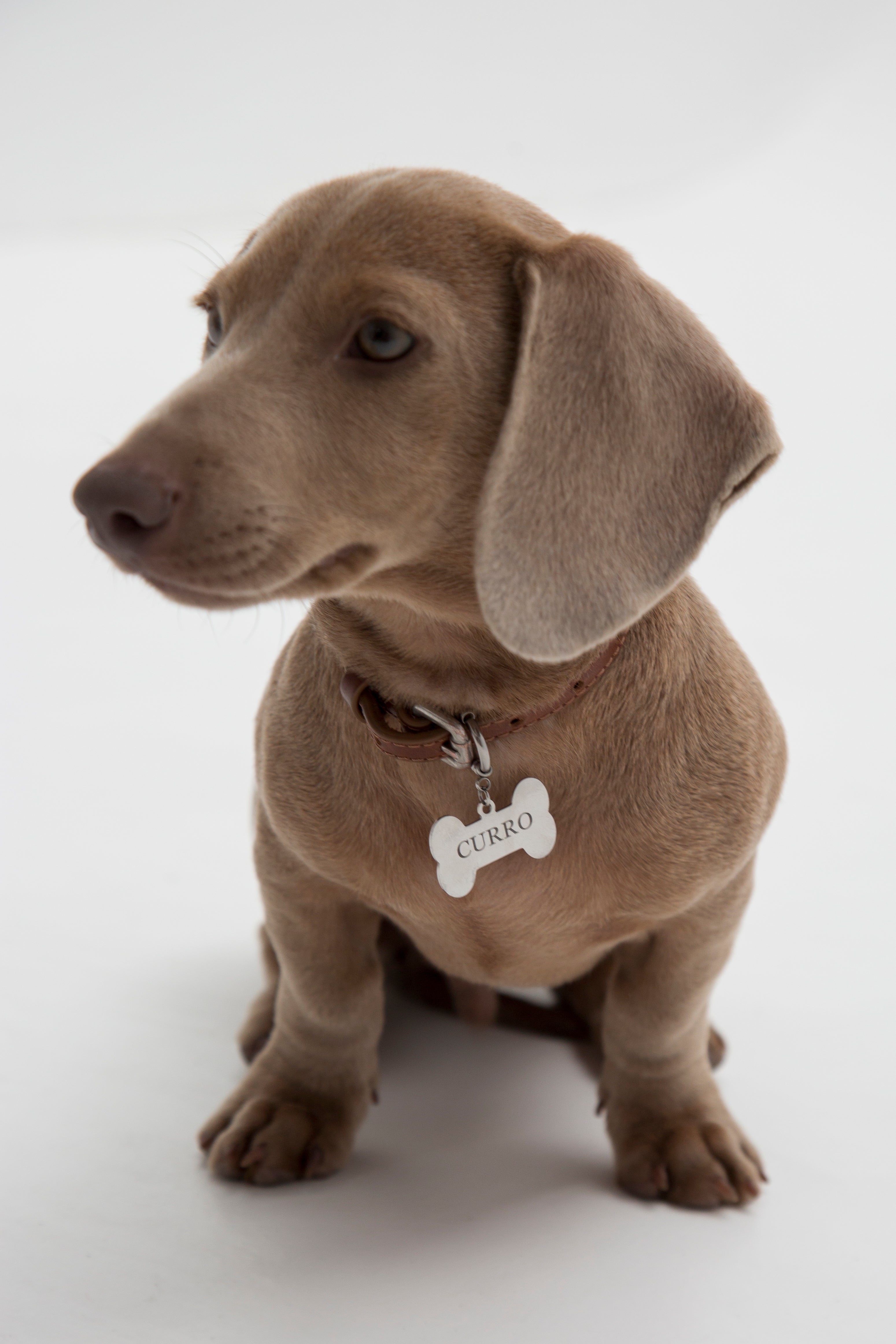 Customizable Pet Badge 🐾