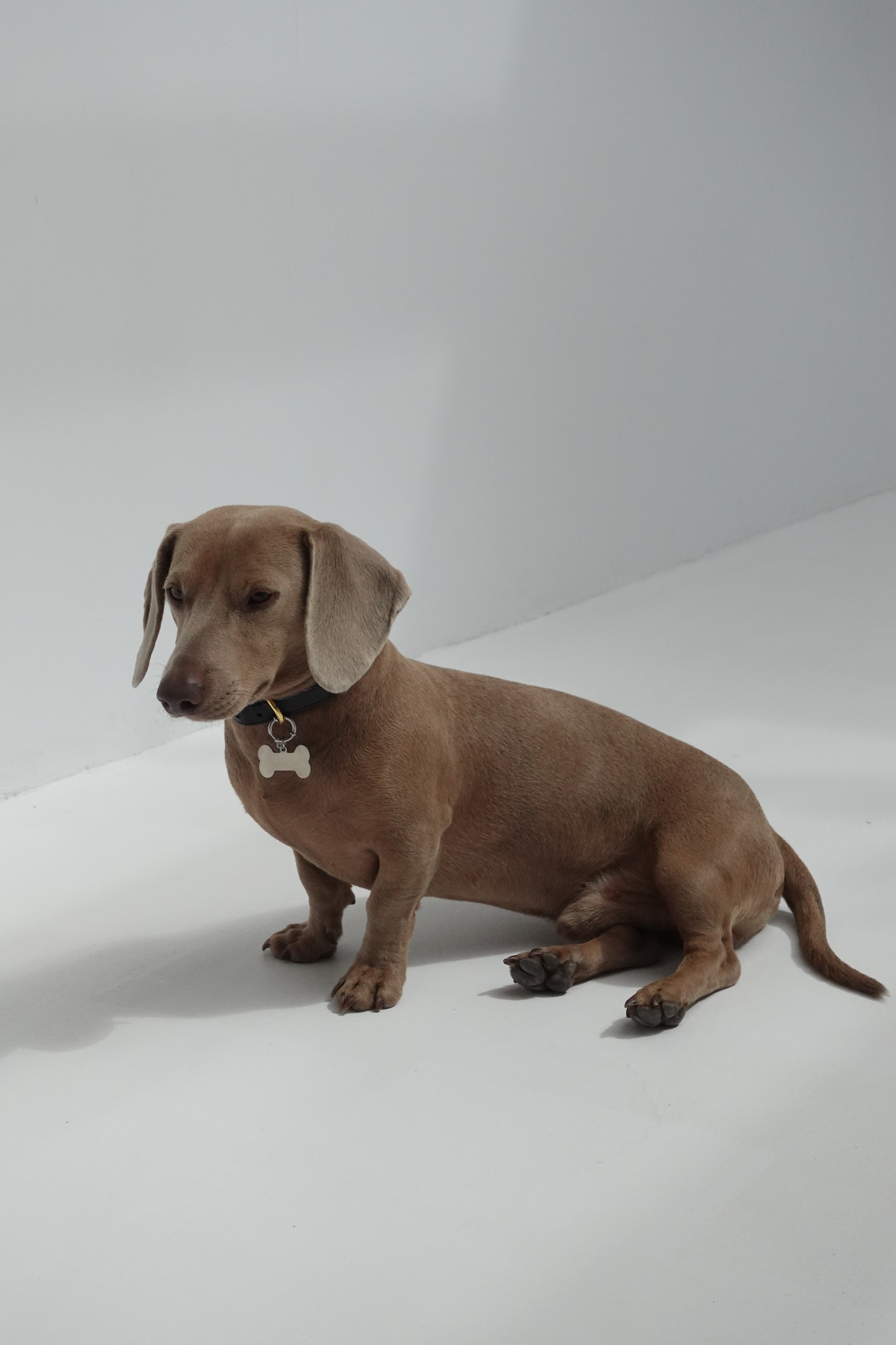 Chapita Personalizable Dog